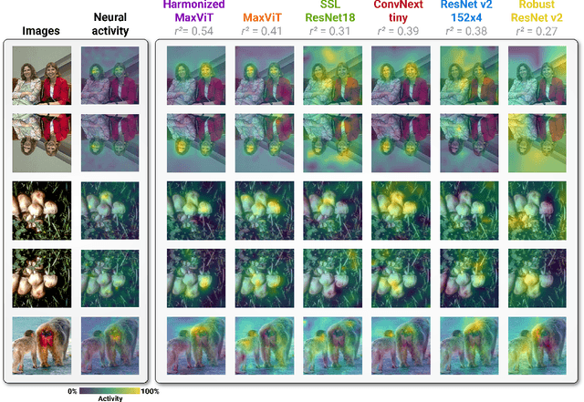 Figure 4 for Performance-optimized deep neural networks are evolving into worse models of inferotemporal visual cortex