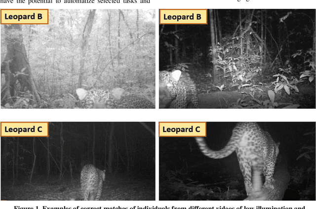 Figure 1 for Automatic Individual Identification of Patterned Solitary Species Based on Unlabeled Video Data
