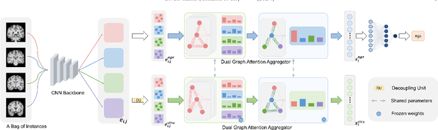 Figure 1 for Dual Graph Attention based Disentanglement Multiple Instance Learning for Brain Age Estimation