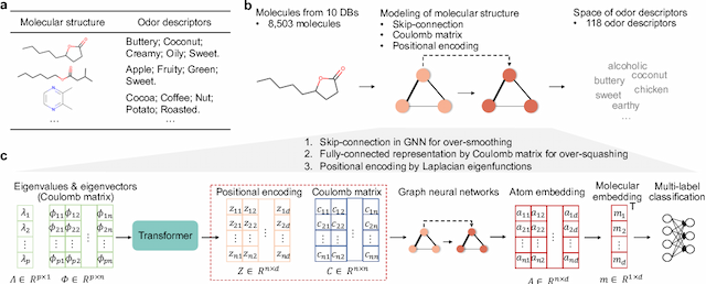 Figure 1 for Mol-PECO: a deep learning model to predict human olfactory perception from molecular structures