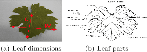 Figure 3 for Semantic Image Segmentation with Deep Learning for Vine Leaf Phenotyping