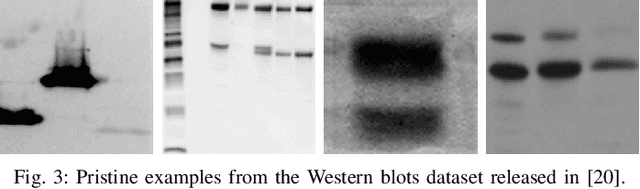Figure 3 for Localization of Synthetic Manipulations in Western Blot Images