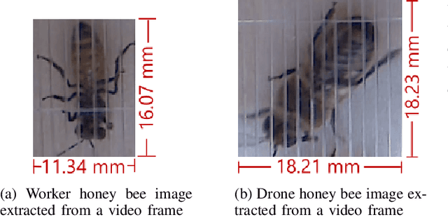 Figure 4 for IntelliBeeHive: An Automated Honey Bee, Pollen, and Varroa Destructor Monitoring System