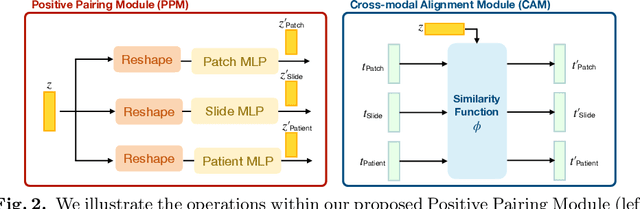 Figure 3 for Hierarchical Text-to-Vision Self Supervised Alignment for Improved Histopathology Representation Learning
