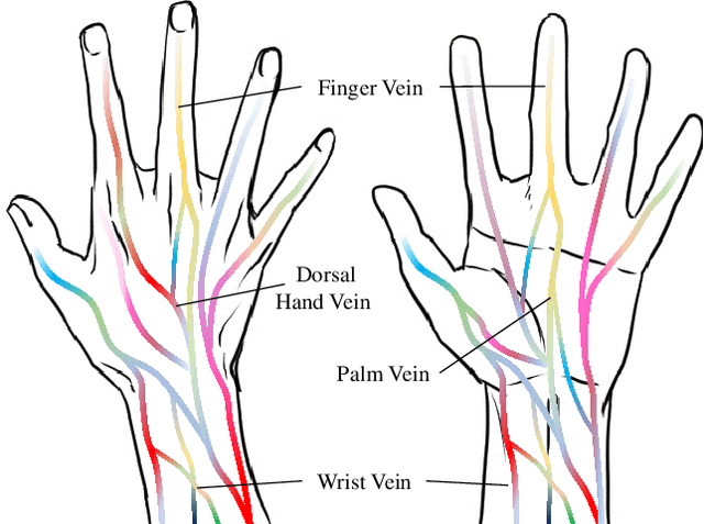 Figure 1 for ColorVein: Colorful Cancelable Vein Biometrics