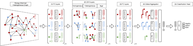 Figure 4 for Interpretable Retinal Disease Prediction Using Biology-Informed Heterogeneous Graph Representations