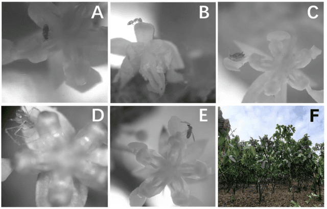 Figure 3 for Identifying Cocoa Pollinators: A Deep Learning Dataset