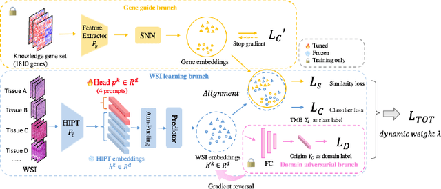 Figure 1 for Genomics-guided Representation Learning for Pathologic Pan-cancer Tumor Microenvironment Subtype Prediction