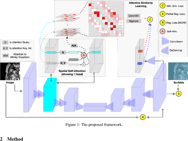 Figure 1 for AttenScribble: Attentive Similarity Learning for Scribble-Supervised Medical Image Segmentation