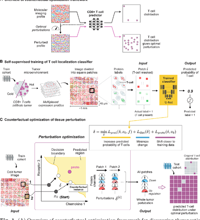 Figure 1 for Generating counterfactual explanations of tumor spatial proteomes to discover effective, combinatorial therapies that enhance cancer immunotherapy