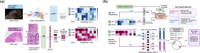 Figure 1 for CellSymphony: Deciphering the molecular and phenotypic orchestration of cells with single-cell pathomics