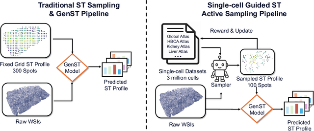 Figure 1 for SCR2-ST: Combine Single Cell with Spatial Transcriptomics for Efficient Active Sampling via Reinforcement Learning