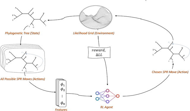 Figure 1 for The tree reconstruction game: phylogenetic reconstruction using reinforcement learning