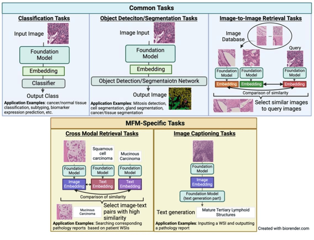 Figure 1 for Pathology Foundation Models