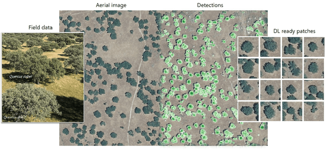 Figure 1 for Mining Field Data for Tree Species Recognition at Scale