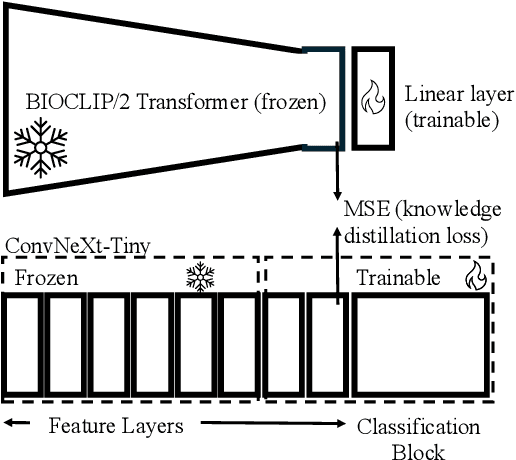 Figure 3 for Bridging Domain Gaps for Fine-Grained Moth Classification Through Expert-Informed Adaptation and Foundation Model Priors