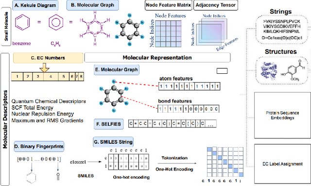 Figure 2 for Multimodal Quantum Vision Transformer for Enzyme Commission Classification from Biochemical Representations