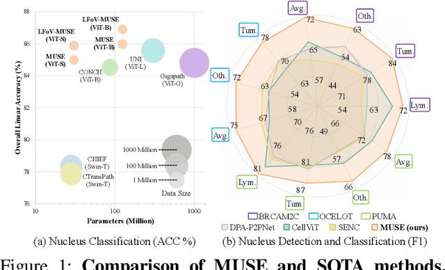 Figure 1 for MUSE: Multi-Scale Dense Self-Distillation for Nucleus Detection and Classification