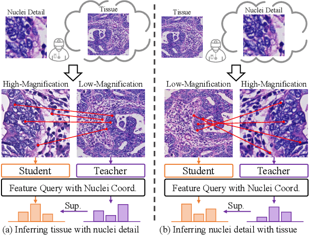 Figure 3 for MUSE: Multi-Scale Dense Self-Distillation for Nucleus Detection and Classification