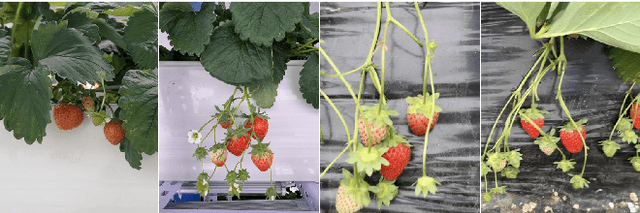 Figure 1 for Strawberry Robotic Operation Interface: An Open-Source Device for Collecting Dexterous Manipulation Data in Robotic Strawberry Farming