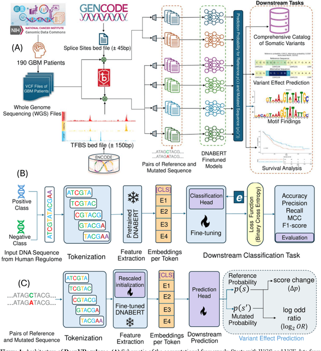 Figure 1 for DeepVRegulome: DNABERT-based deep-learning framework for predicting the functional impact of short genomic variants on the human regulome