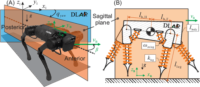 Figure 1 for Breaking Symmetries Leads to Diverse Quadrupedal Gaits