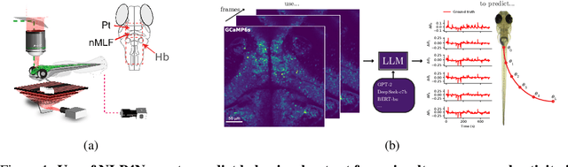 Figure 1 for NLP4Neuro: Sequence-to-sequence learning for neural population decoding