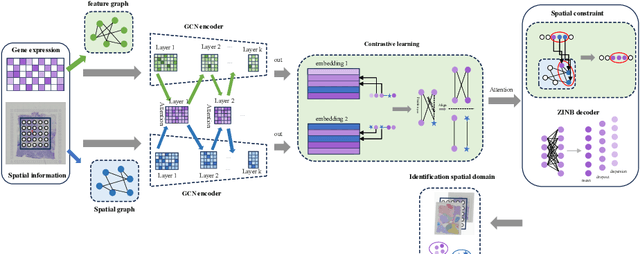 Figure 1 for A Multi-scale Fused Graph Neural Network with Inter-view Contrastive Learning for Spatial Transcriptomics Data Clustering