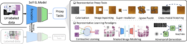 Figure 2 for Label-Efficient Deep Learning in Medical Image Analysis: Challenges and Future Directions