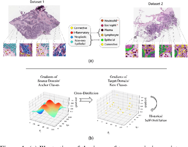 Figure 1 for Taxonomy Adaptive Cross-Domain Adaptation in Medical Imaging via Optimization Trajectory Distillation
