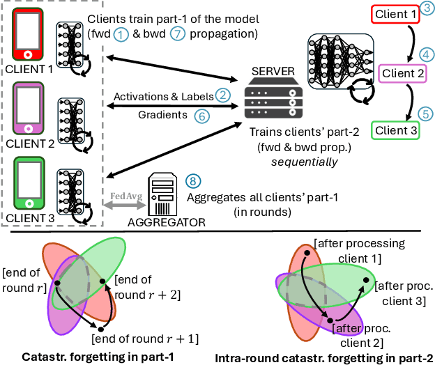 Figure 1 for Data Heterogeneity and Forgotten Labels in Split Federated Learning