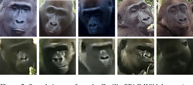 Figure 3 for GorillaWatch: An Automated System for In-the-Wild Gorilla Re-Identification and Population Monitoring