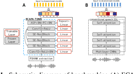 Figure 1 for What Do Self-Supervised Speech and Speaker Models Learn? New Findings From a Cross Model Layer-Wise Analysis