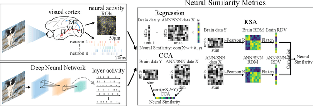 Figure 1 for Deep Spiking Neural Networks with High Representation Similarity Model Visual Pathways of Macaque and Mouse