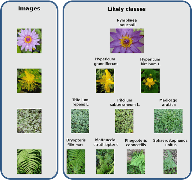 Figure 1 for A two-head loss function for deep Average-K classification