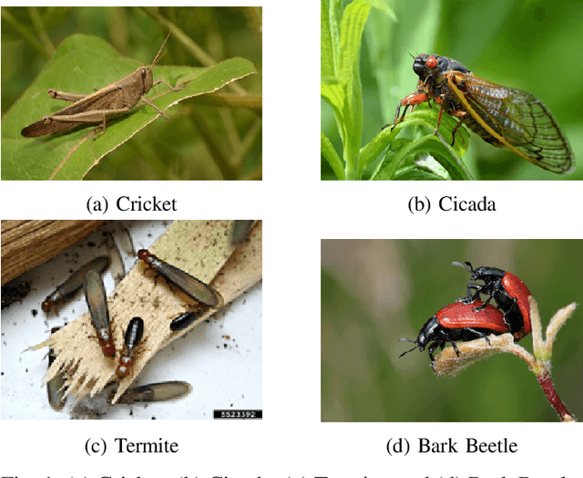 Figure 1 for Audio-Based Classification of Insect Species Using Machine Learning Models: Cicada, Beetle, Termite, and Cricket