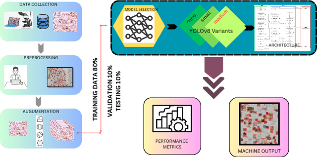 Figure 1 for Single Shot AI-assisted quantification of KI-67 proliferation index in breast cancer