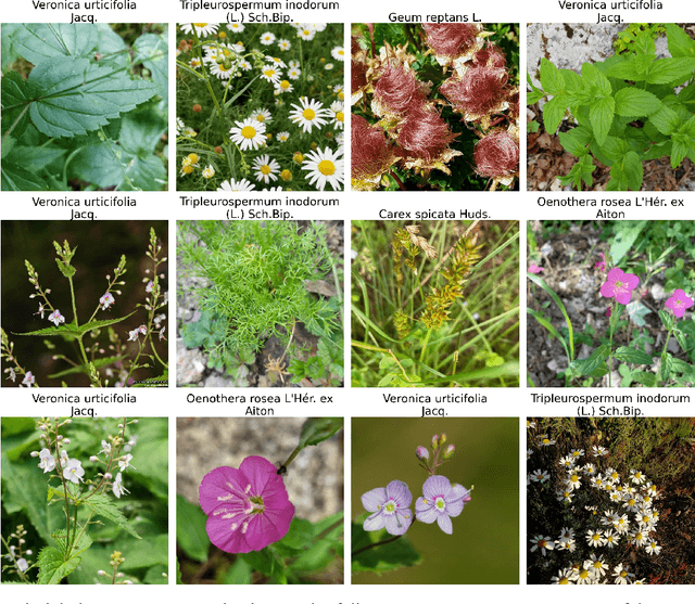 Figure 1 for Tile-Based ViT Inference with Visual-Cluster Priors for Zero-Shot Multi-Species Plant Identification