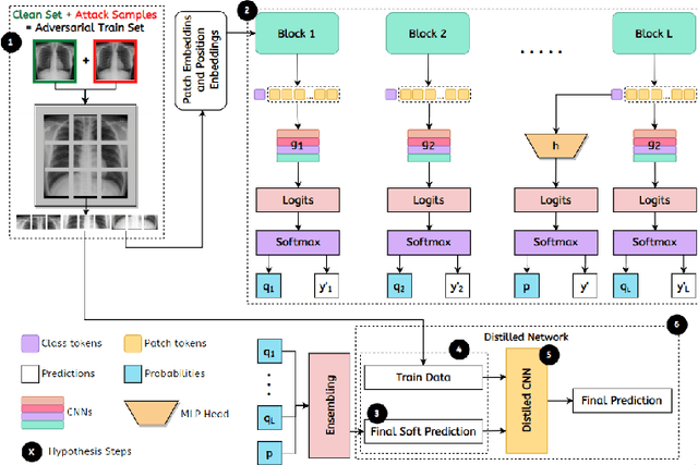 Figure 1 for SEDA: Self-Ensembling ViT with Defensive Distillation and Adversarial Training for robust Chest X-rays Classification
