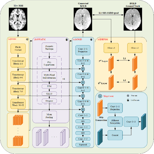 Figure 1 for DINO-BOLDNet: A DINOv3-Guided Multi-Slice Attention Network for T1-to-BOLD Generation