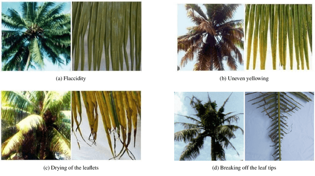 Figure 2 for Early Diagnosis and Severity Assessment of Weligama Coconut Leaf Wilt Disease and Coconut Caterpillar Infestation using Deep Learning-based Image Processing Techniques