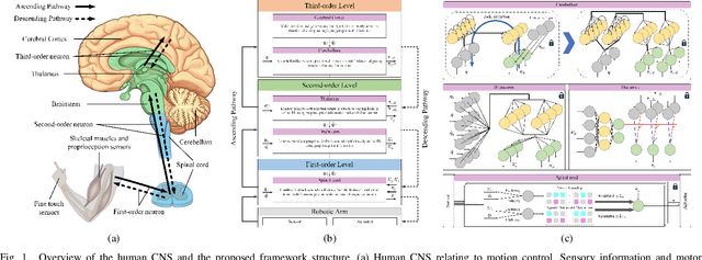 Figure 1 for CBMC-V3: A CNS-inspired Control Framework Towards Manipulation Agility with SNN