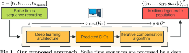 Figure 1 for Fast reconstruction of degenerate populations of conductance-based neuron models from spike times