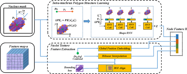 Figure 3 for Structure Embedded Nucleus Classification for Histopathology Images