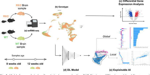 Figure 2 for Explainable AI model reveals disease-related mechanisms in single-cell RNA-seq data