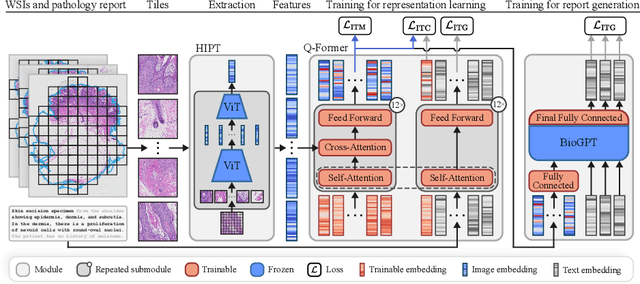 Figure 1 for On the Importance of Text Preprocessing for Multimodal Representation Learning and Pathology Report Generation