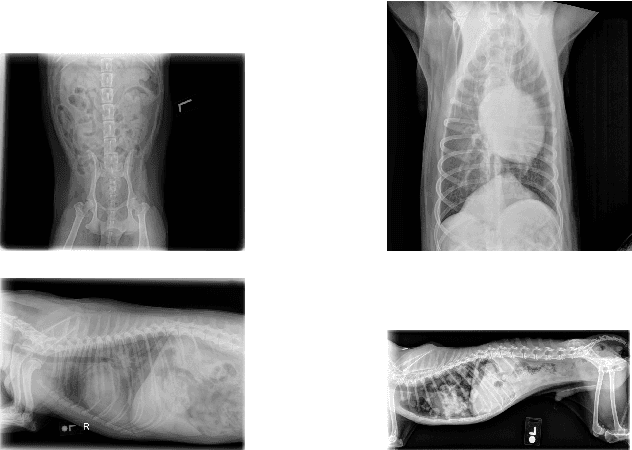 Figure 3 for VET-DINO: Learning Anatomical Understanding Through Multi-View Distillation in Veterinary Imaging
