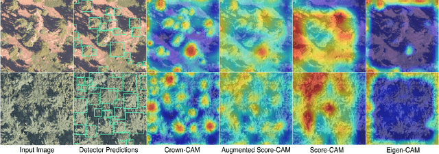 Figure 3 for Crown-CAM: Reliable Visual Explanations for Tree Crown Detection in Aerial Images