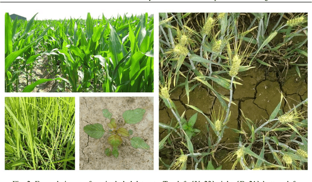 Figure 2 for A survey of datasets for computer vision in agriculture