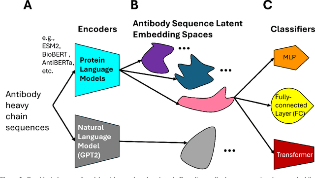 Figure 3 for Exploring Protein Language Model Architecture-Induced Biases for Antibody Comprehension